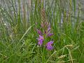 dactylorhiza maculata